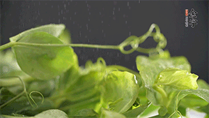 豌豆尖洗凈，切斷備用。