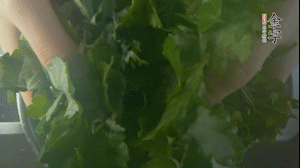 【面皮】1.鍋中水開時，放挑揀好的艾草和一撮小蘇打，第一遍煮開后倒掉，重新加水大火煮開后，小火煮1小時。煮爛的艾草用紗布瀝干。